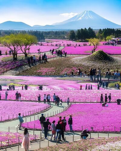 Festival Fuji Shibazakura (Mousse rose) - Japon (Photo d'illustration)