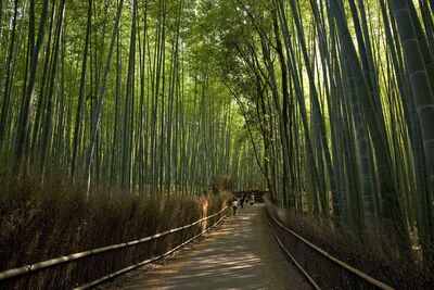 Bambouseraie d'Arashiyama - Japon (Photo d'illustration)